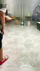 Kucing bermain bola voli