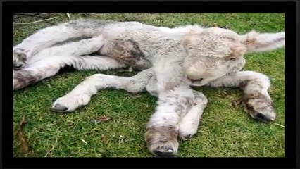 Top 10 Disturbing and Unexplained Photographs -- strange mysteries of the earth