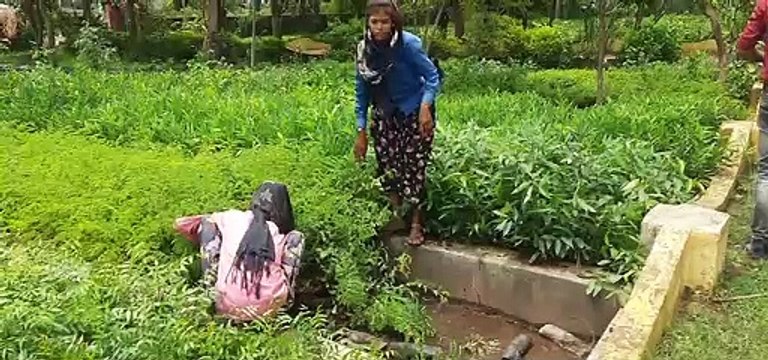 मानसून में रोपने के लिए वितरित किए जाएंगे 6 लाख 50 हजार पौधे