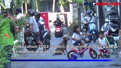 Dinkes Bali Catat Ada 300 Kasus Positif Rabies, 4 Meninggal Dunia
