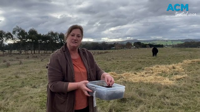 'God's gift': Dung beetles a boon for farming soils