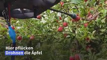 Drohnen ernten Äpfel