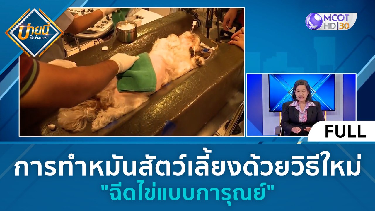 (คลิปเต็ม) การทำหมันสัตว์เลี้ยงด้วยวิธีใหม่ 'ฉี...