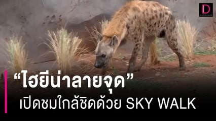 สวนสัตว์โคราชเปิดบ้านให้ฝูง "ไฮยีน่าลายจุด" ชมแบบใกล้ชิดด้วย SKY WALK | HOTSHOT เดลินิวส์ 30/06/66
