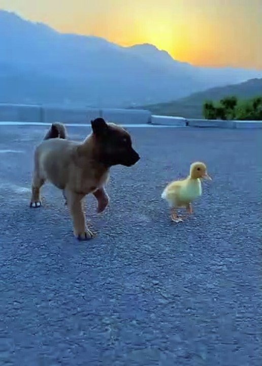 Dogi Love