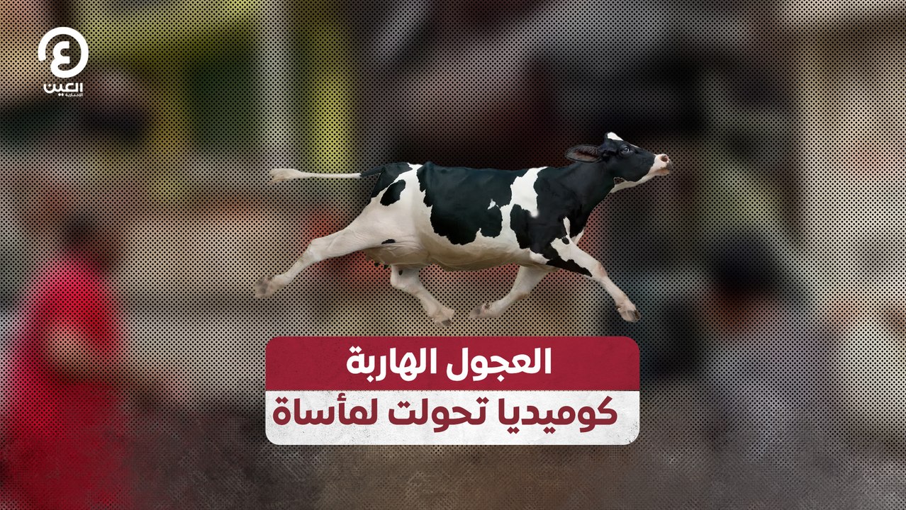 العجول الهاربة.. كوميديا تحولت لمأساة