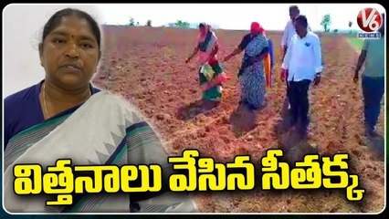MLA Seethakka Doing Farming Work | Mahabubabad District | V6 News