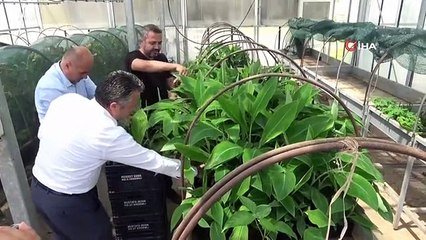 Tescilli Erdemli Muzunun Doku Kültürüyle Fidesi Üretildi