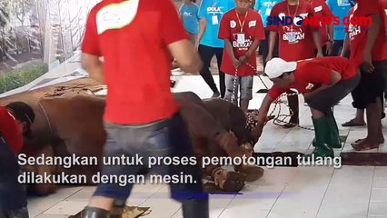 Sapi Kurban Presiden Jokowi Disembelih di Masjid Al Akbar Surabaya Oleh Tenaga Ahli Juleha
