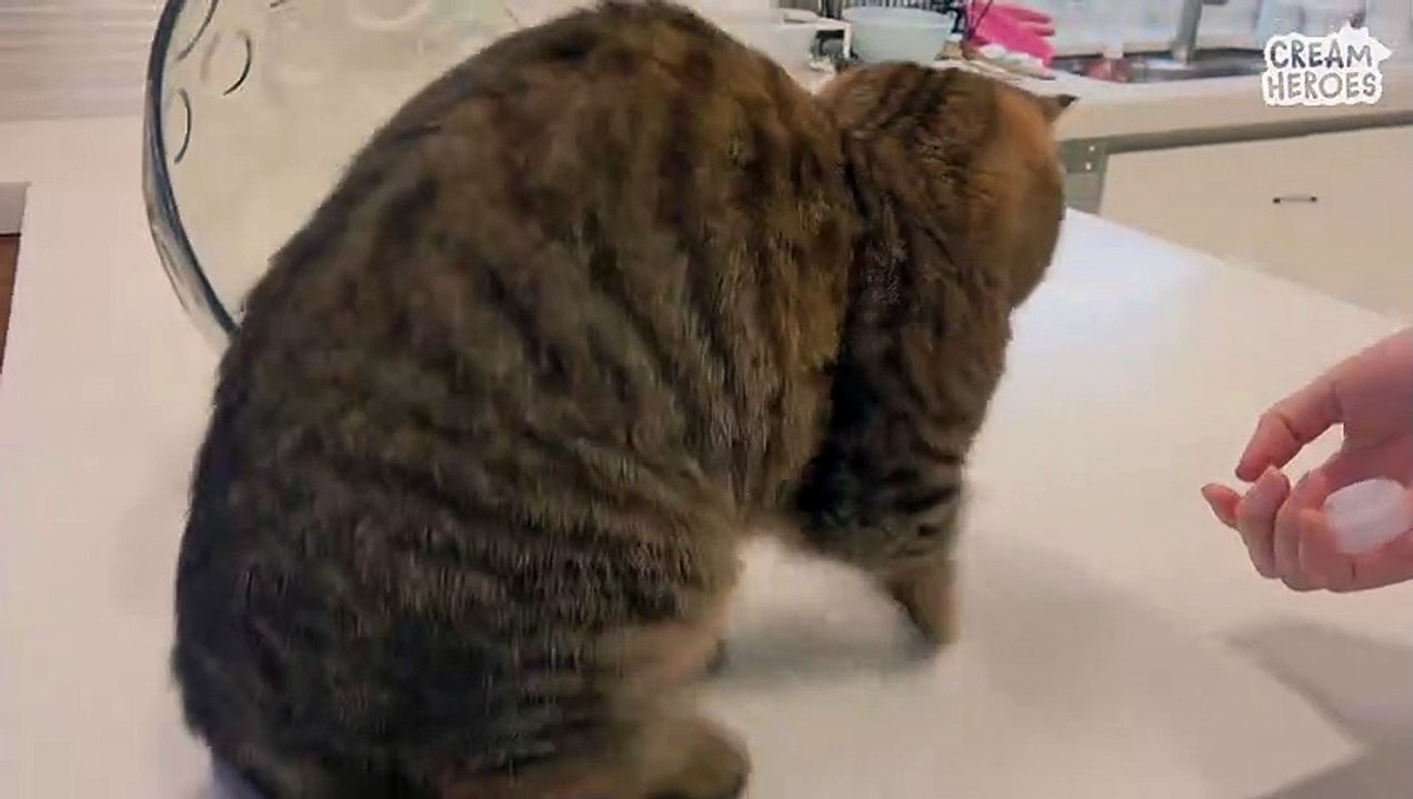 Crazy Cat LuLu Stays In Front Of The Fridge Forever! (ENG SUB)