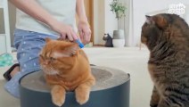 Made A Tuna Flavor Humidifier For My Cats! (ENG SUB)