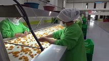 Malgré le tremblement de terre, les exportations d'abricots secs nous ont fait sourire