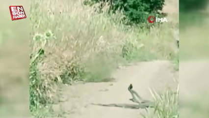 Yılanların çiftleşme dansı