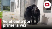 La emotiva reacción de un chimpancé que ve el cielo por primera vez