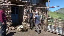 Sivas'ta koyun kırkım işlemine başlandı
