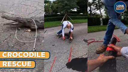 INTENSE Moment Wranglers RESCUE Crocodile!
