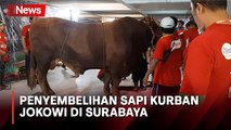Tenaga Ahli Juleha Sembelih Sapi Kurban Presiden Jokowi di Masjid Al Akbar Surabaya