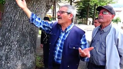 Kesmeye kıyamadıkları 2 asırlık meşe ağacı yol ortasında kaldı