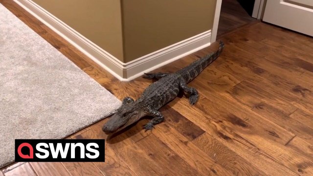 Sleeping couple stunned after 5-foot-long alligator broke into their home - through the doggy door