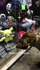 "Se merece lo mejor": Perrito le pide a su dueño que le compre un Pikachu