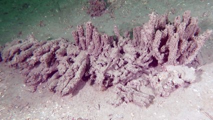 Müsilaj bitmedi, ekosistemin sinyal veriyor