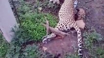 शिकार-शिकारी पर मौत का झपट्टा: मोर का शिकार करने ट्रांसफार्मर पर चढ़ाी मादा बघेरा, करंट लगने से दोनों की मौत, देखे वीडियो