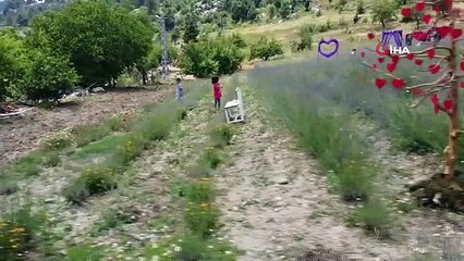 Kadın çiftçi devlet desteği ile çorak arazileri lavanta bahçesine çevirdi