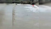 Kastamonu'da nesli tehlike altında olan su samuru görüntülendi
