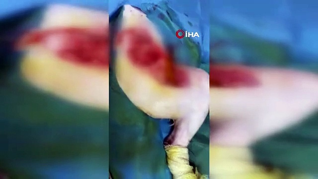 Un morceau de bois était coincé dans l'estomac du chat qui a sauté par la fenêtre en jouant