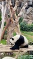 Panda Ying Ying Lying Down And Eat