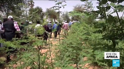 Niger turns to private sector to build ‘Great Green Wall’