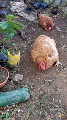 Fofinhas  lindas e  queridas ❤