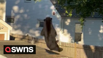 Huge tranquilised bear falls from tree after terrorizing neighbourhood and stealing steak from BBQ