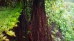 Çin'de Nadir Bir Ağaç Türü Keşfedildi