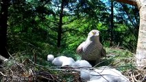 New Forest goshawk provides shade for chicks – video by Forestry England