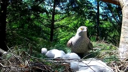 New Forest goshawk provides shade for chicks – video by Forestry England