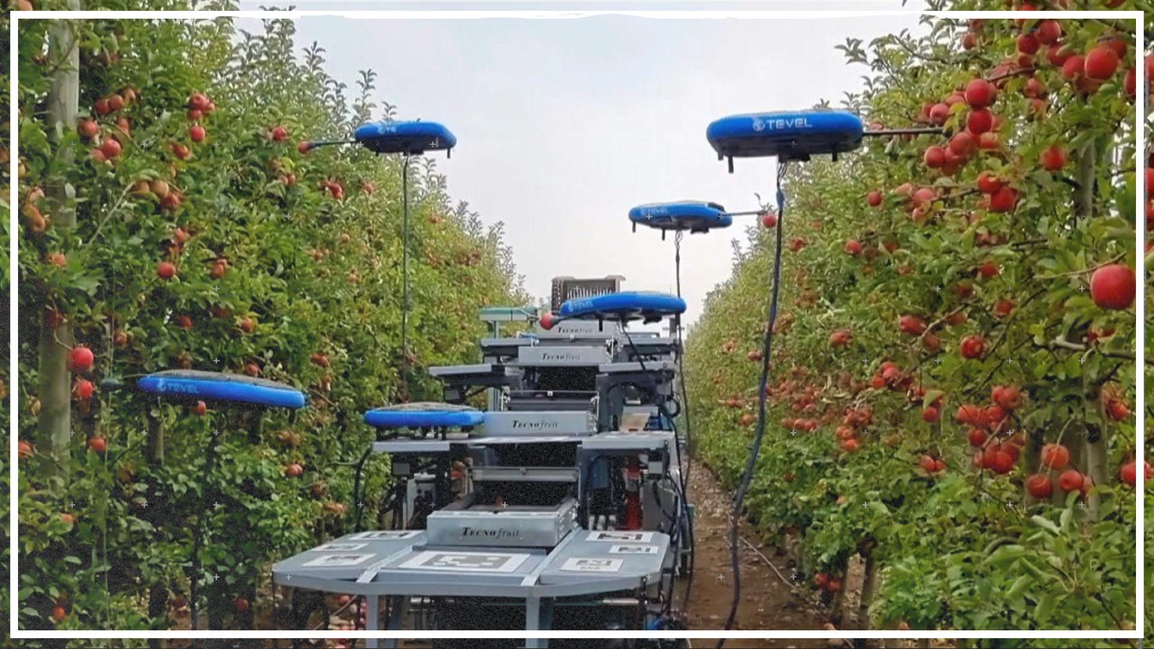 In Israel ernten Drohnen die Äpfel vom Baum