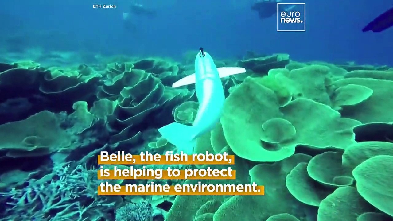 Belle, the inobtrusive AI robot fish, is helping researchers to protect ...