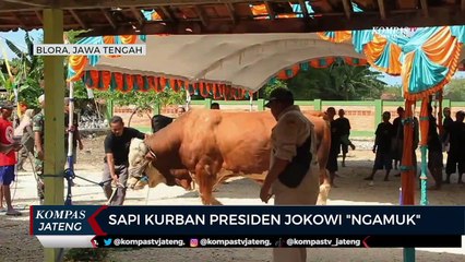 Sapi Kurban Presiden Jokowi Ngamuk
