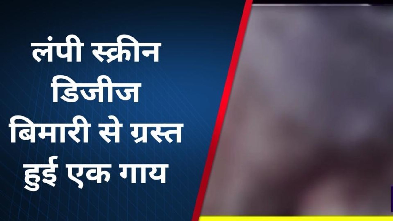 मुजफ्फरपुर: लंपी स्किन डिजीज बीमारी से ग्रस्त हुआ गाय, पशु पालन विभाग बेखबर