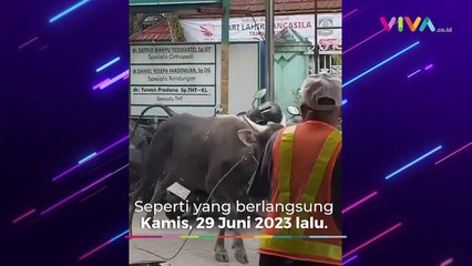 Sejumlah Momen Kocak Saat Penyembelihan Hewan Kurban, Ada ya
