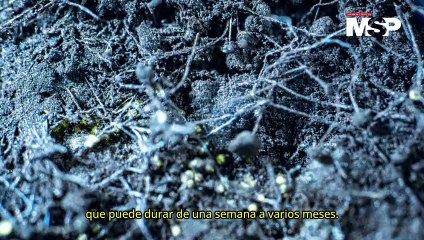 Todo sobre Malaria: La batalla contra el mosquito asesino - #ExclusivoMSP