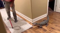 5-Foot-Long Gator Breaks Into Couple’s Home Using a Doggy Door