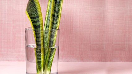 Easy Guide to Propagating Your Snake Plant 🌱