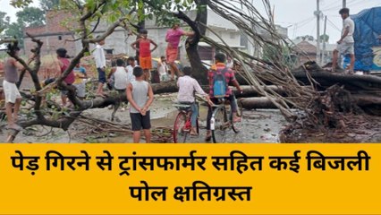 वैशाली: ट्रांसफार्मर पर अचानक गिरा विशालकाय पेड़, मची अफरा-तफरी