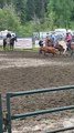 Vache culbute au Steer Wrestling Rodeo