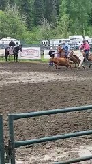 Vache culbute au Steer Wrestling Rodeo