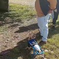 Cãozinho Will anda na cadeira de rodas pela primeira vez