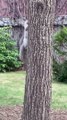 Mother Squirrel Retrieves Her Baby