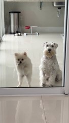 Impatient Puppy Tries to Bite Through Glass